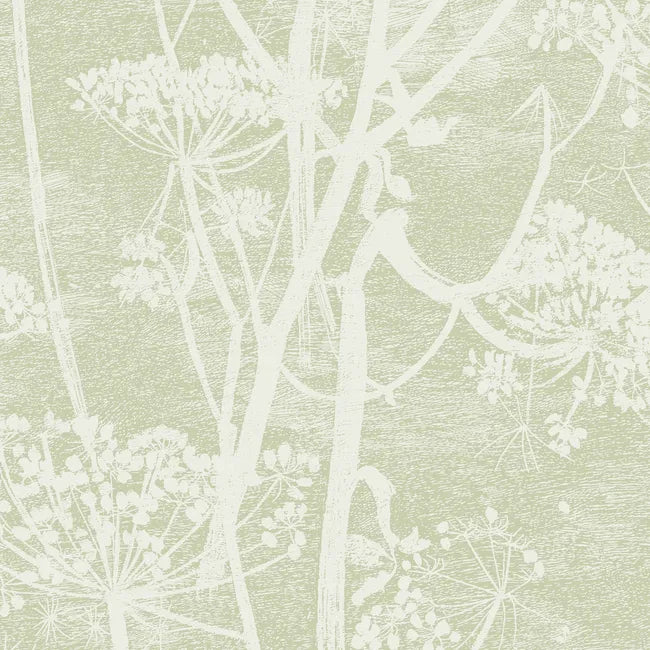 Cow Parsley