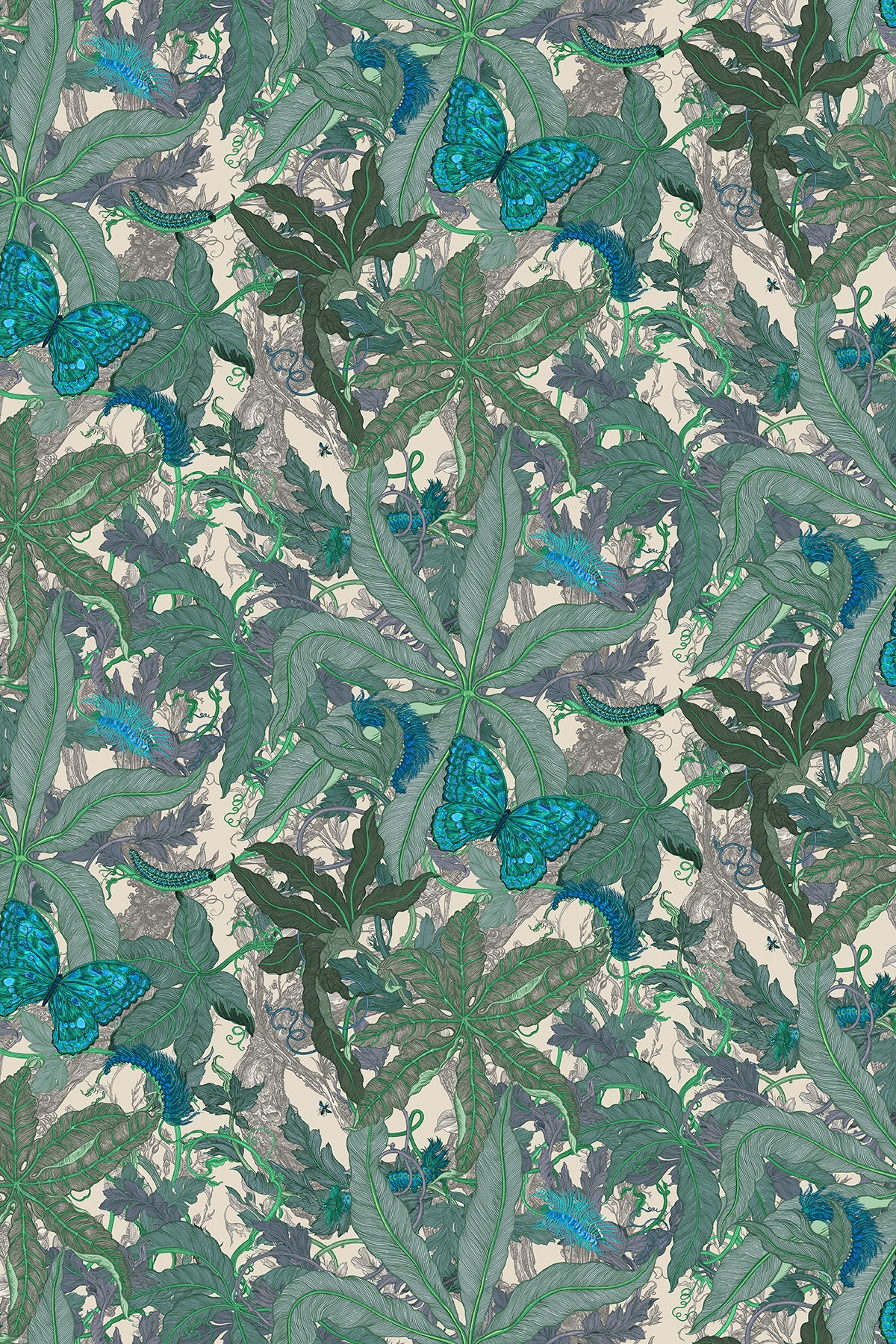 Grandifolius
