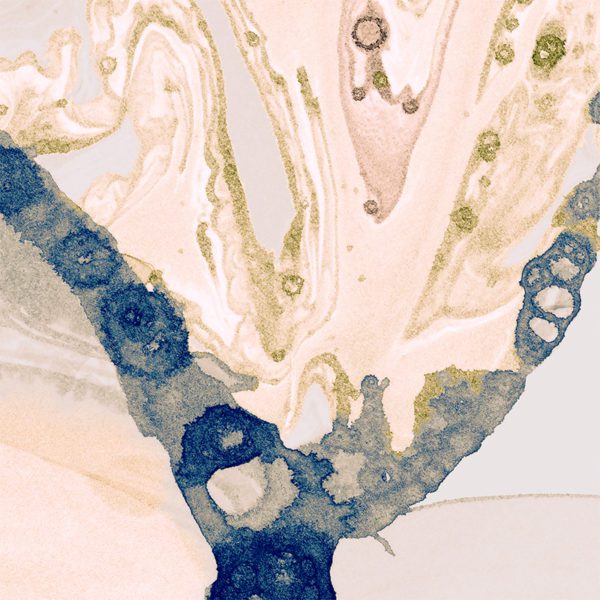 Microcosmos
