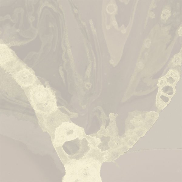 Microcosmos