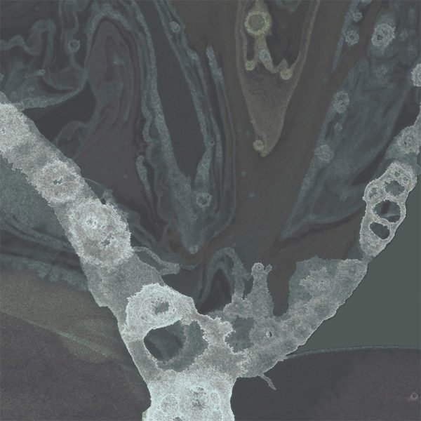 Microcosmos