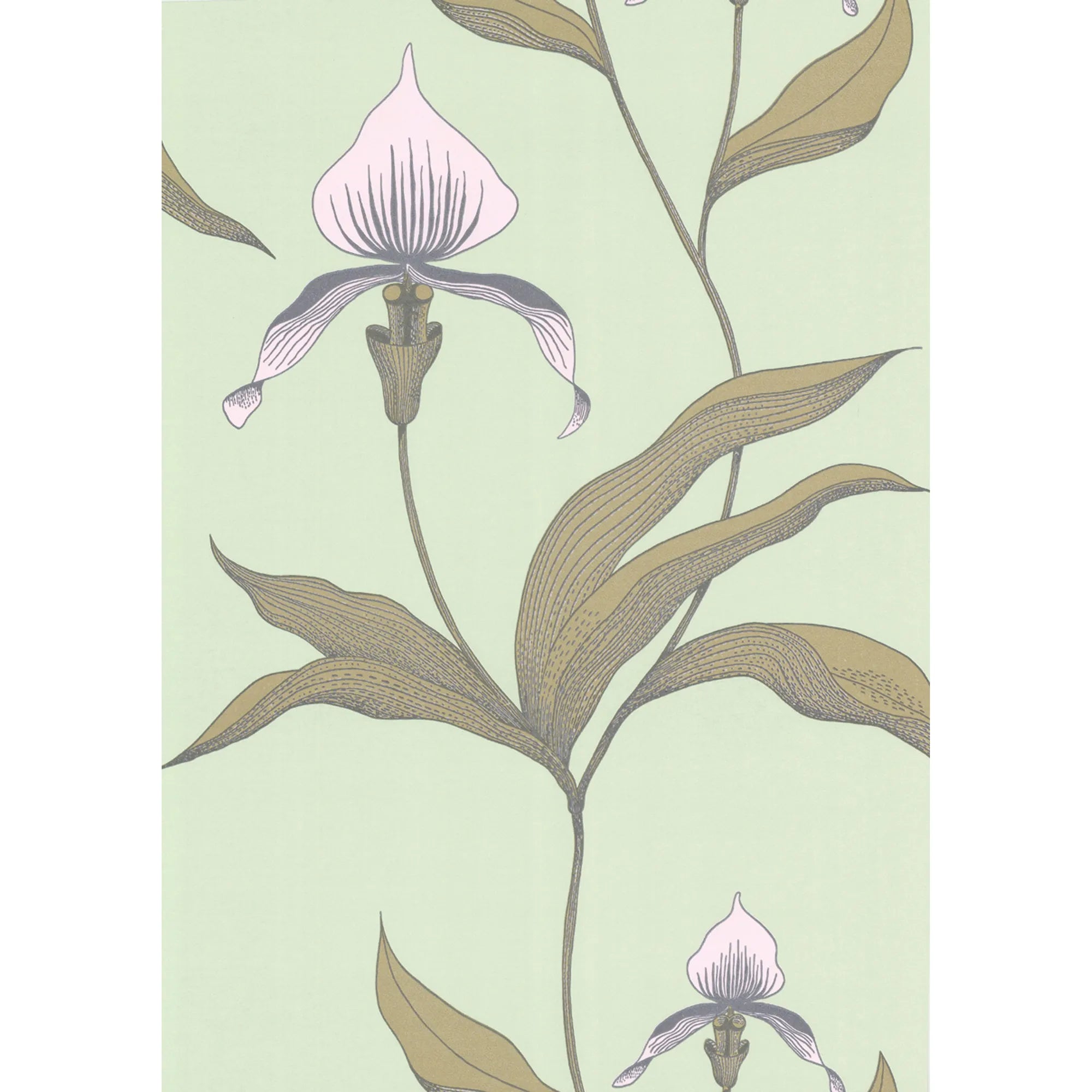 Orchid