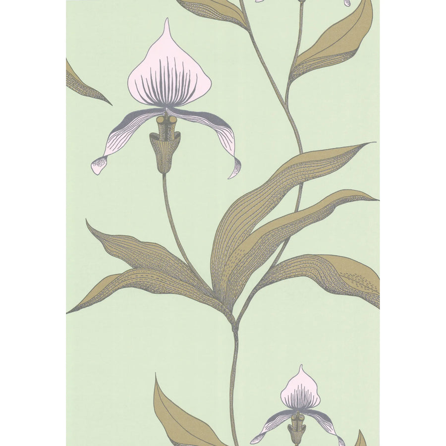 Orchid