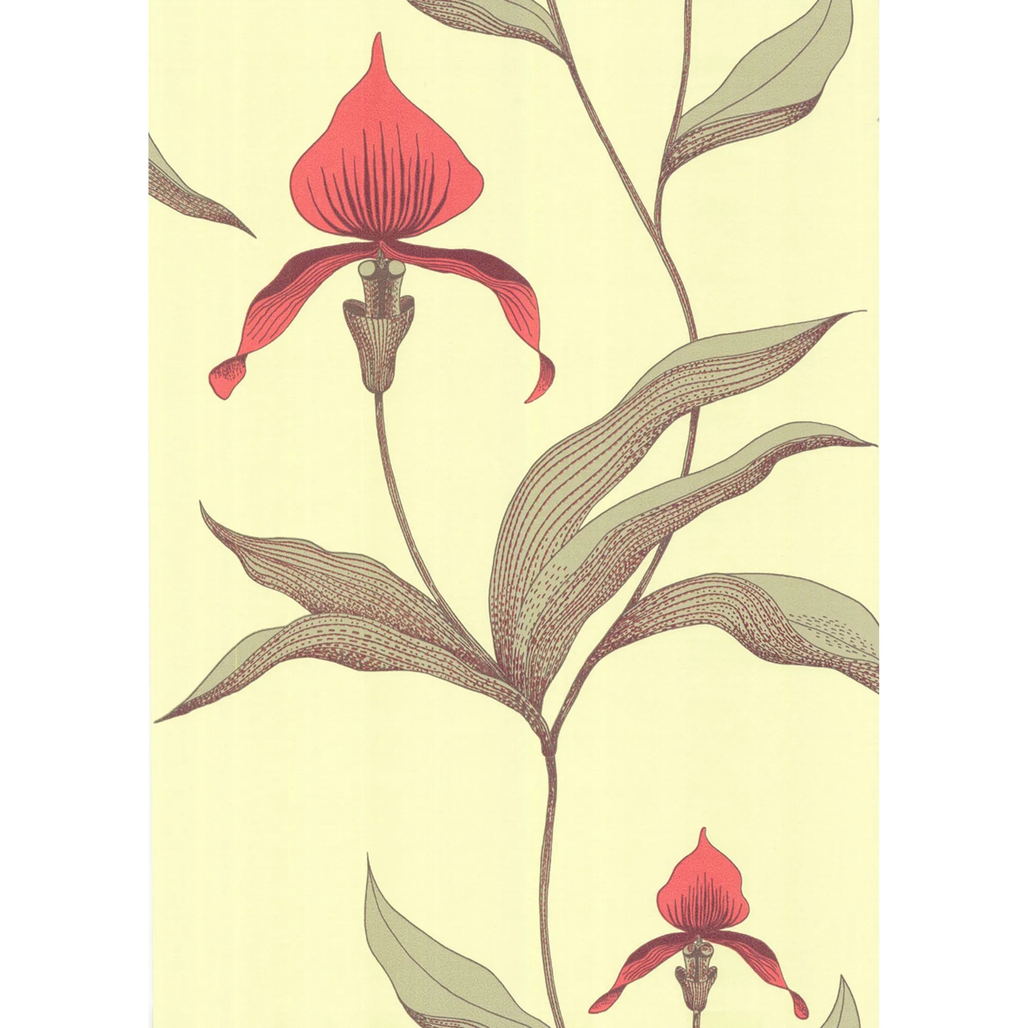 Orchid