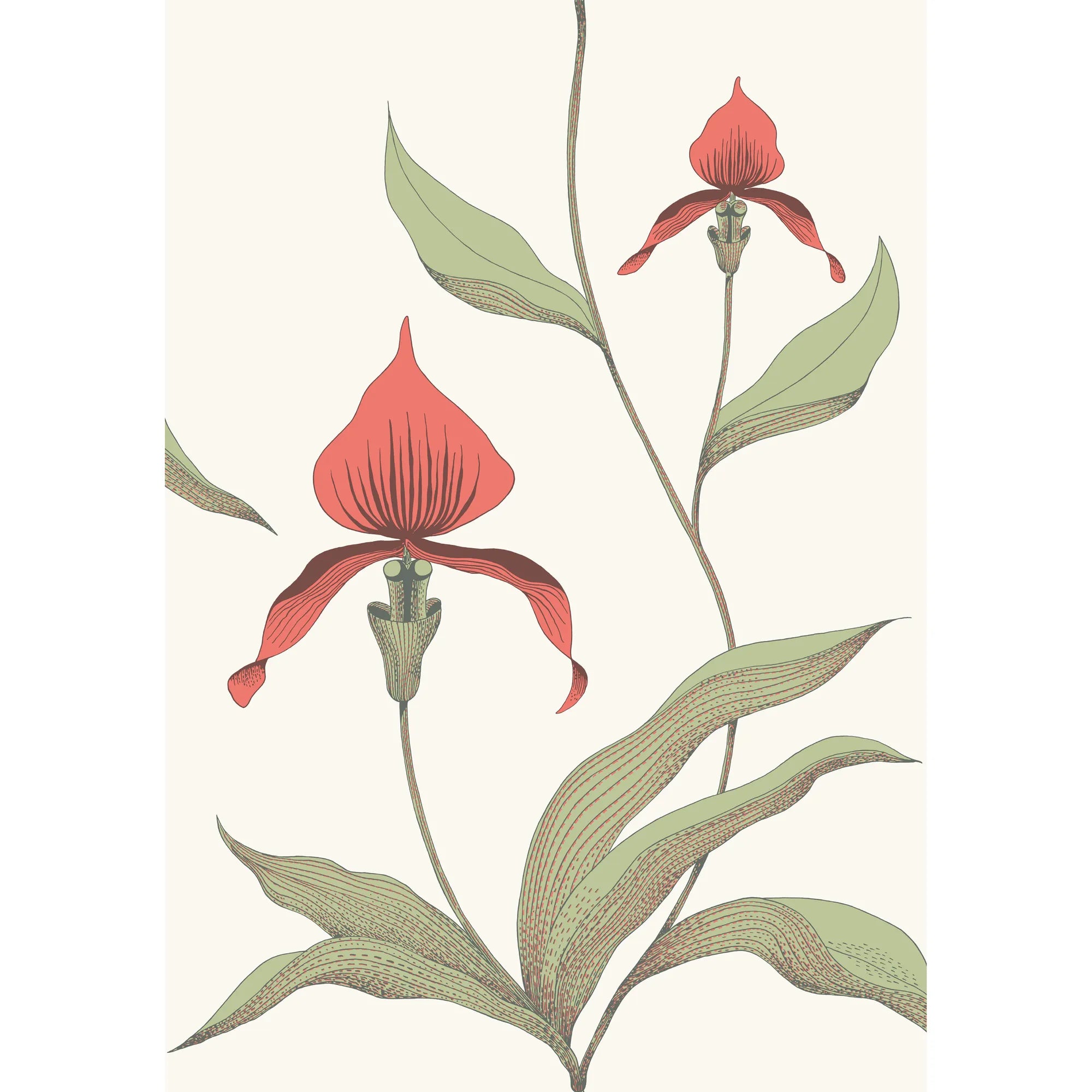 Orchid