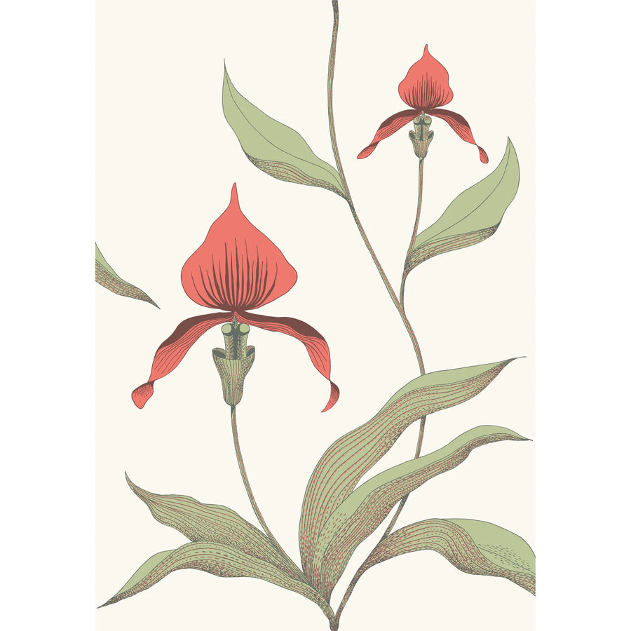 Orchid