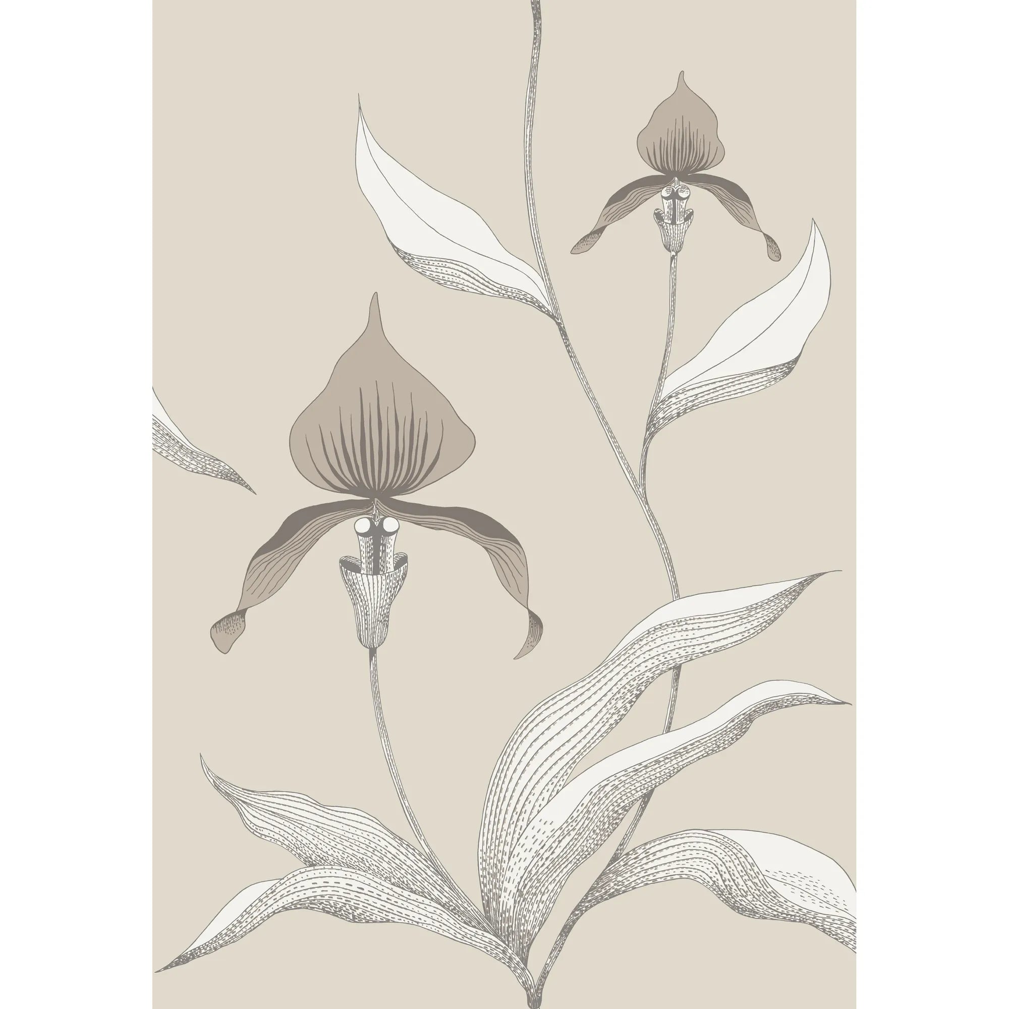 Orchid