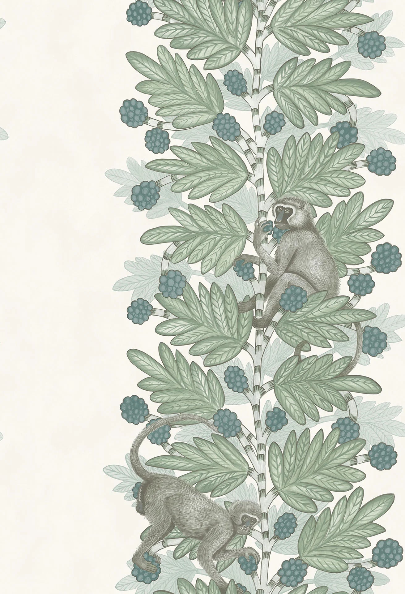 Acacia