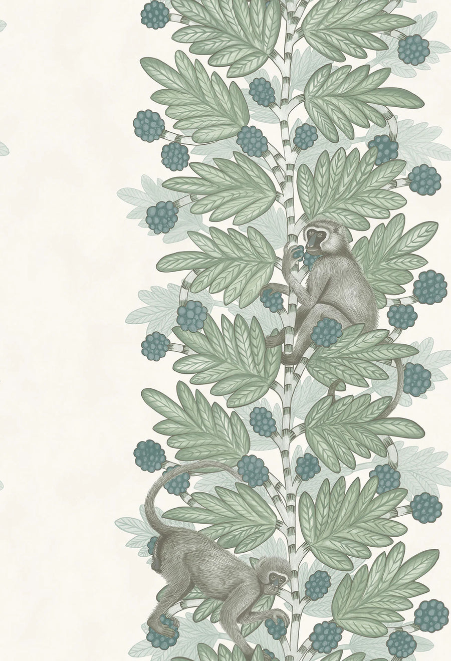 Acacia
