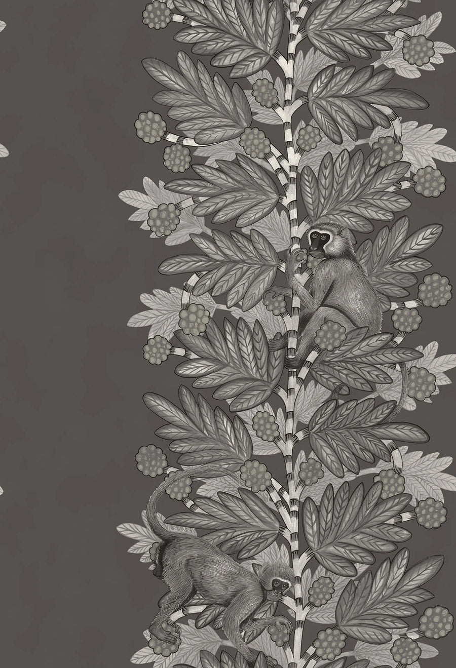 Acacia