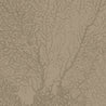 Calico Wallpaper: Coralline in Algae