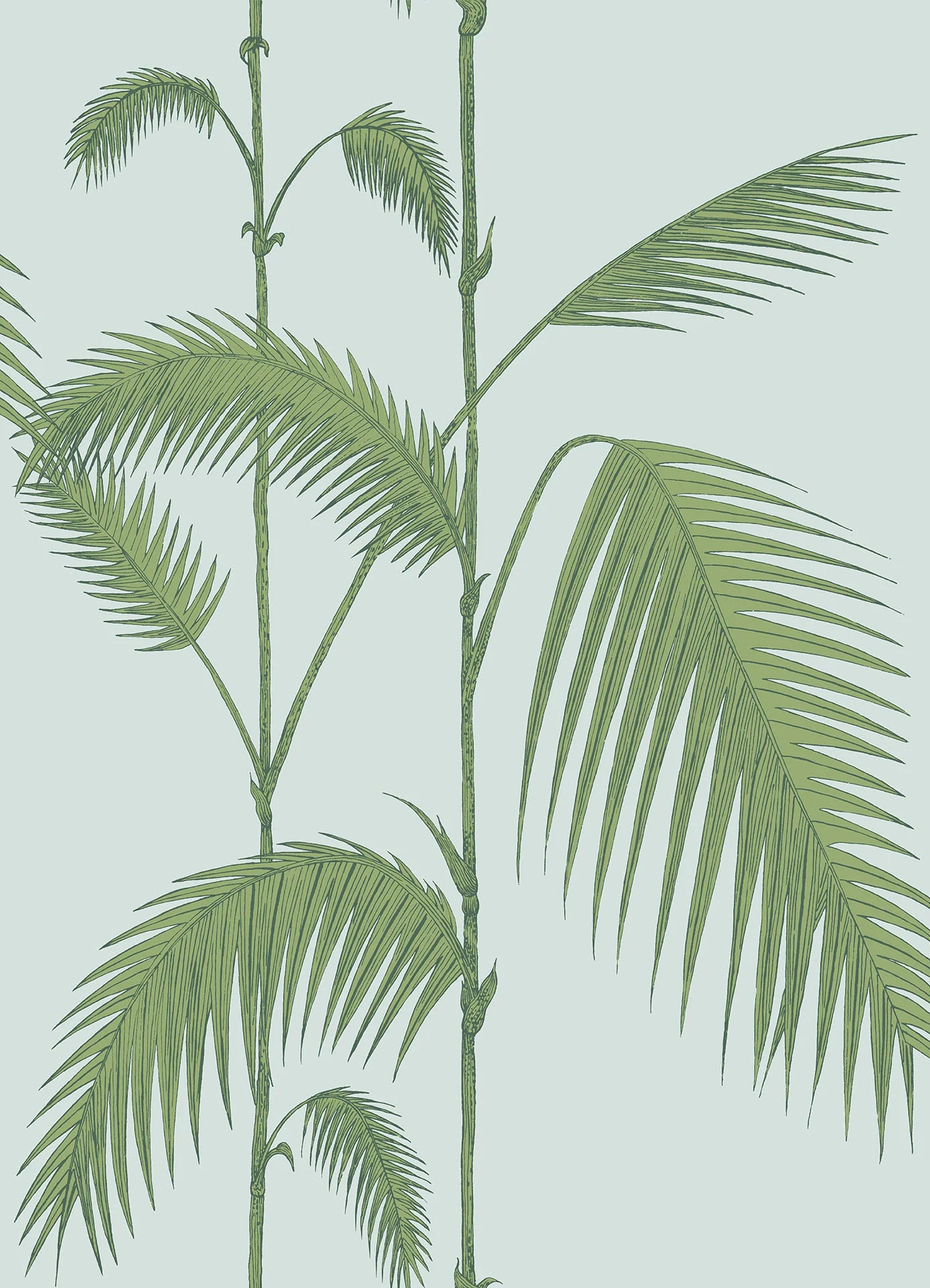 Palm Leaves