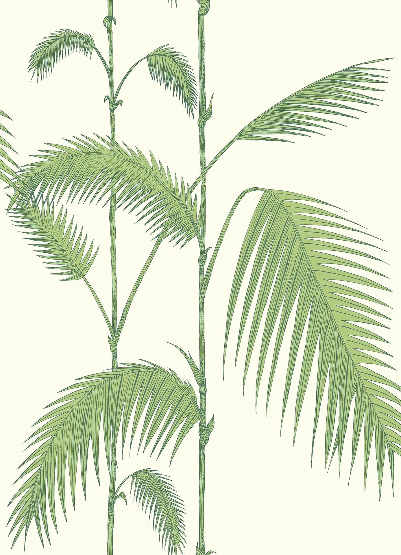 Palm Leaves