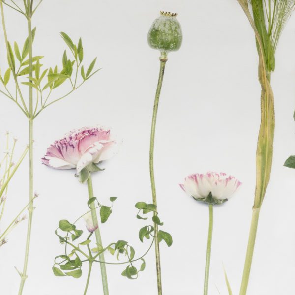 Flora