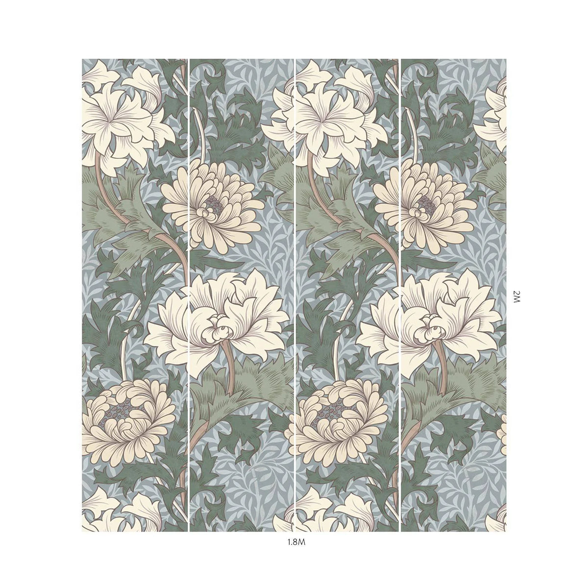 Chrysanthemum Magna