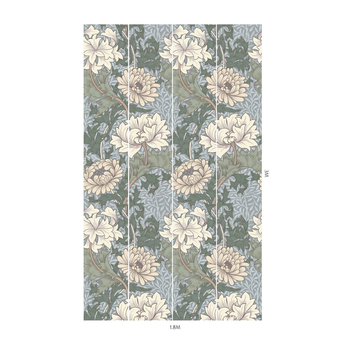 Chrysanthemum Magna