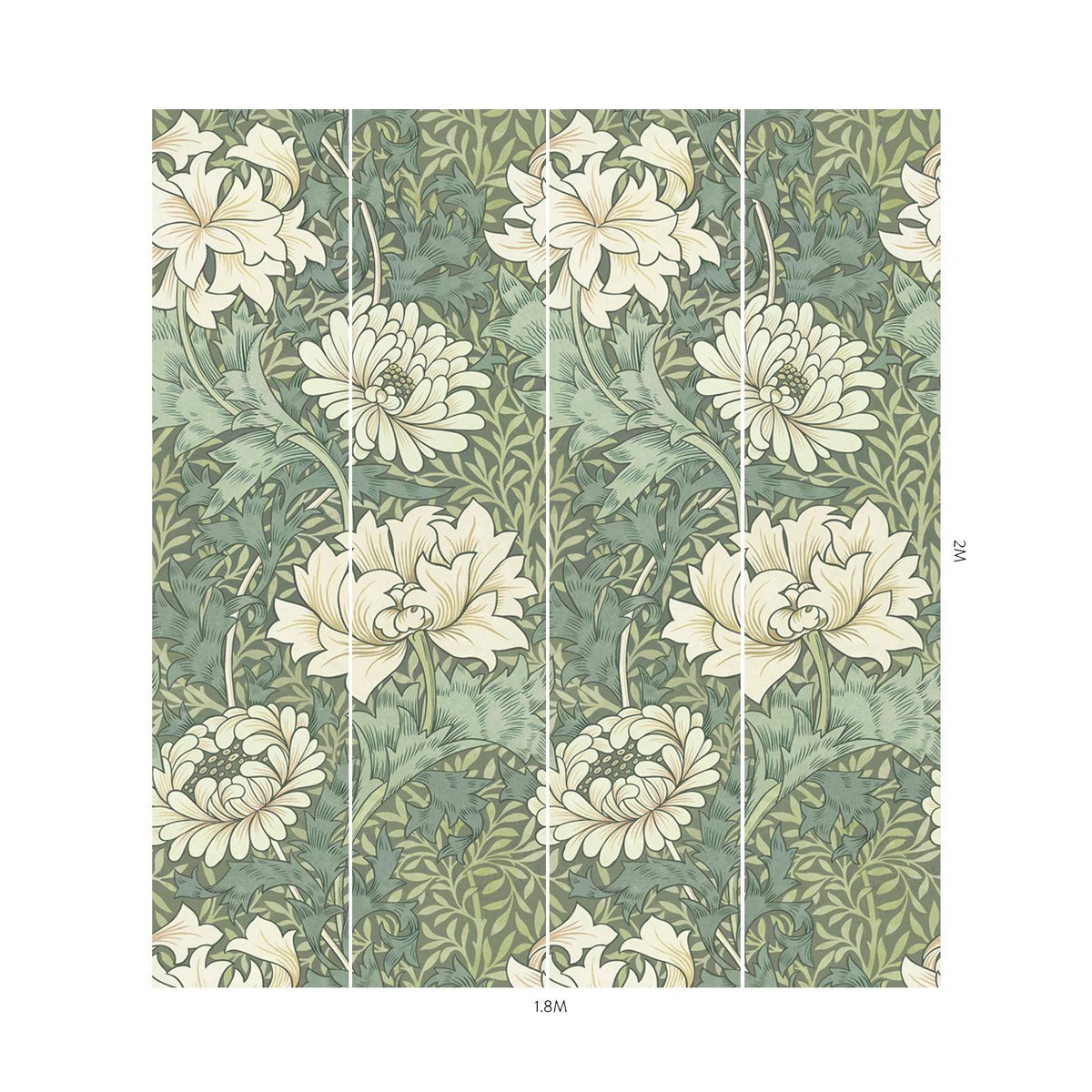 Chrysanthemum Magna