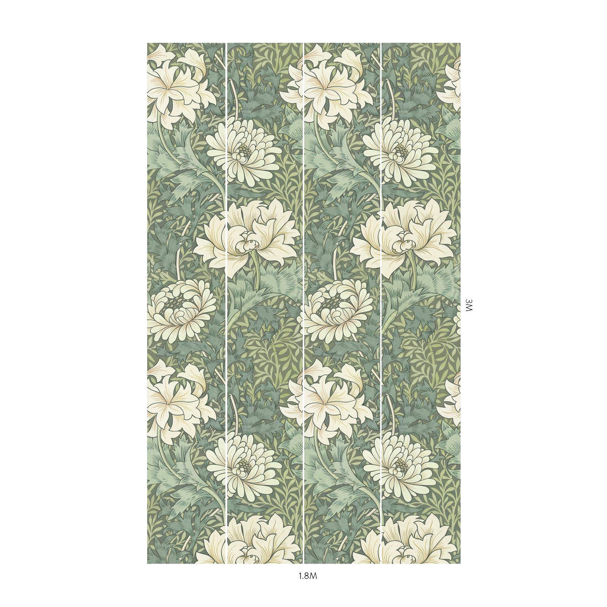 Chrysanthemum Magna