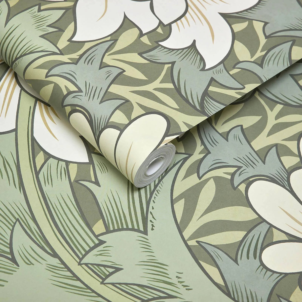 Chrysanthemum Magna