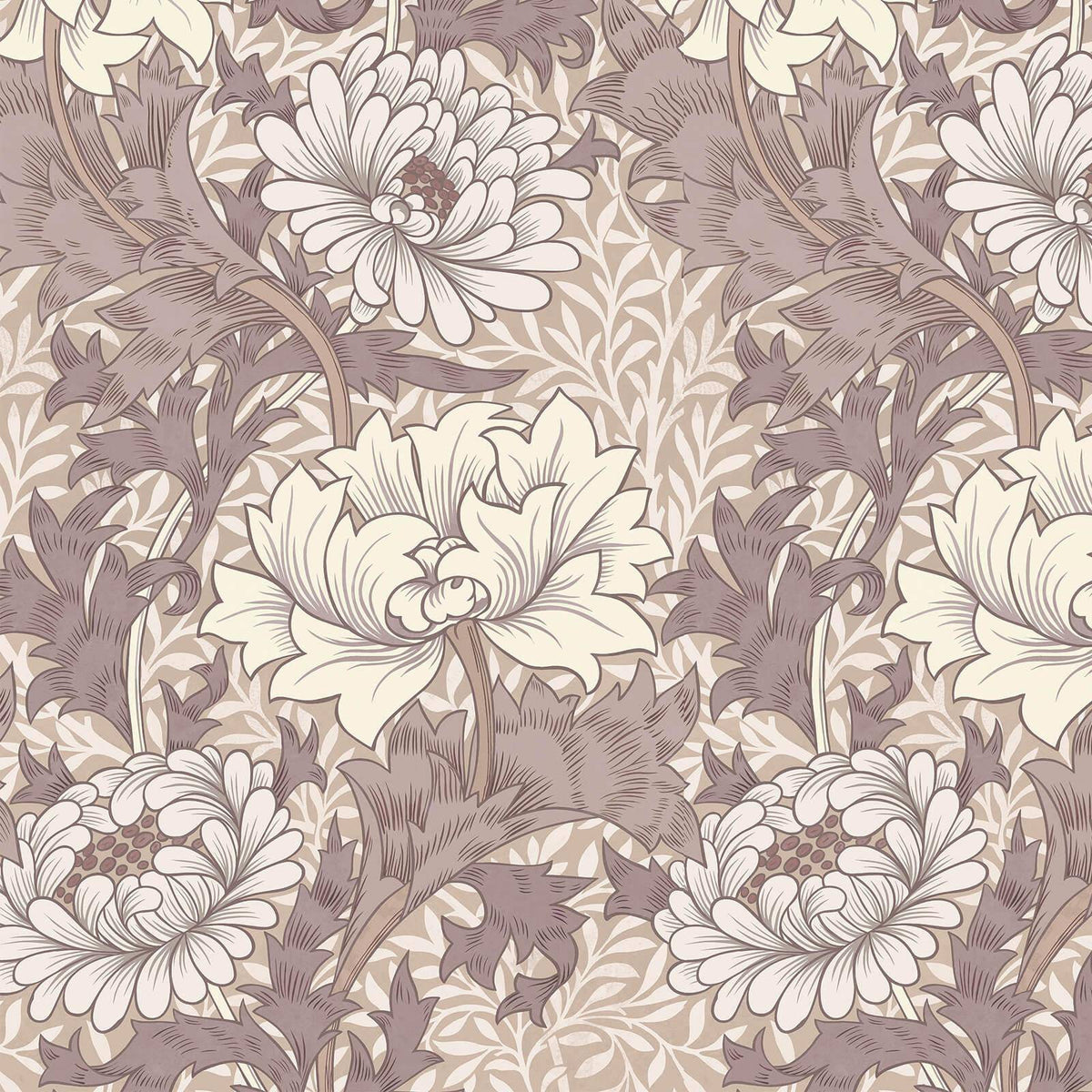 Chrysanthemum Magna