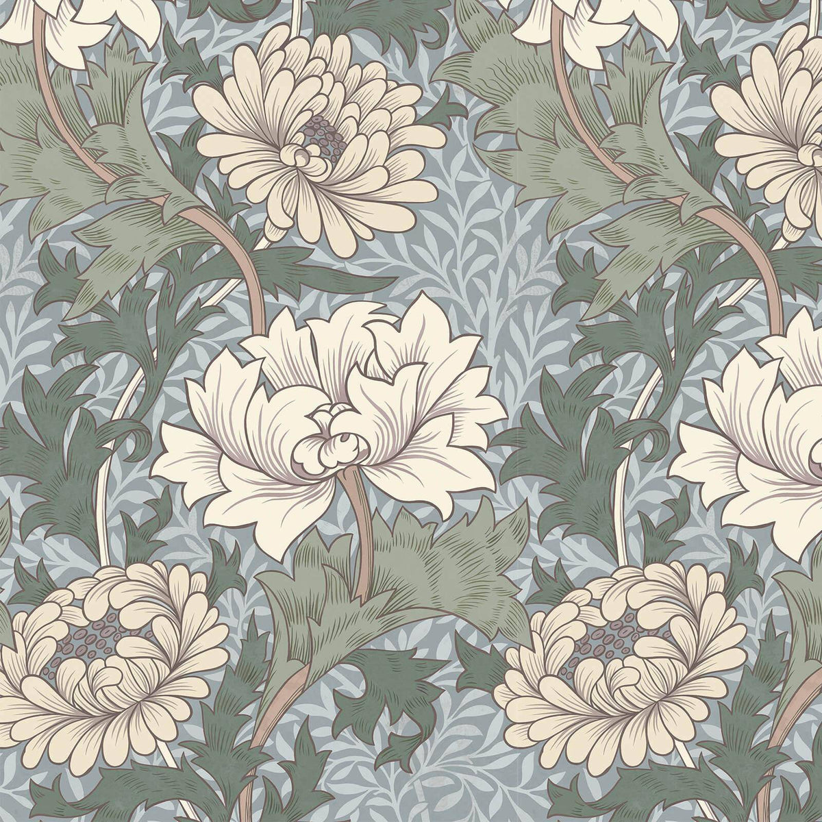 Chrysanthemum Magna