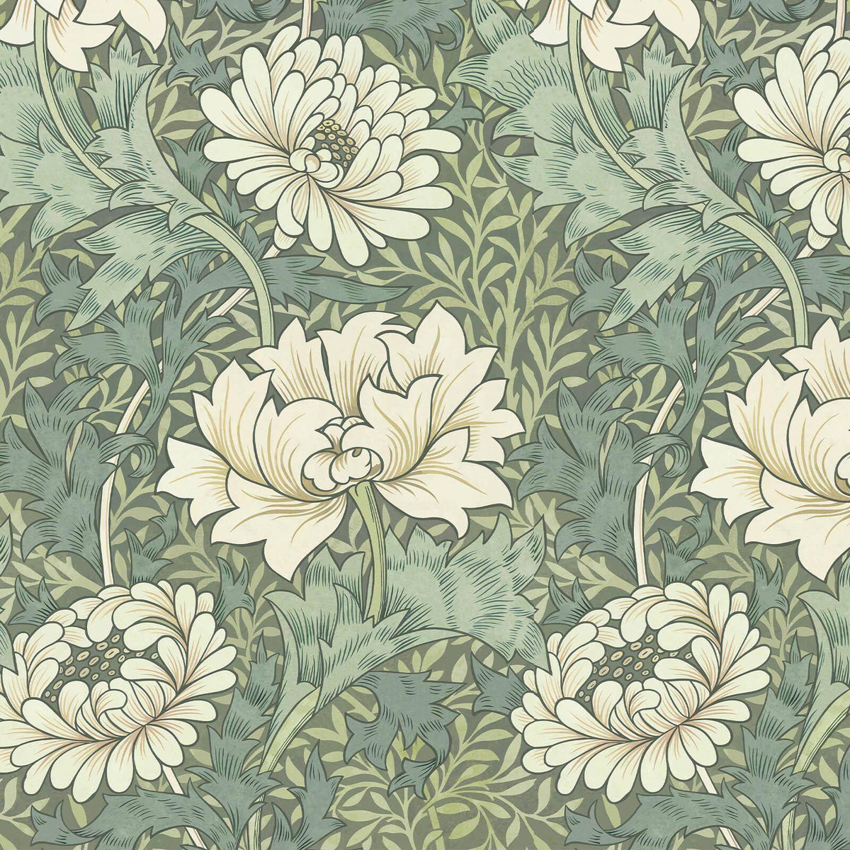 Chrysanthemum Magna